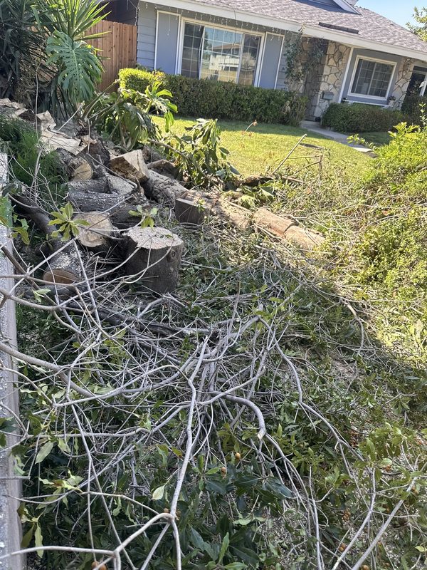 Emergency tree removal — Before
